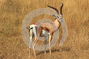 GrantÃ¢â¬â¢s Gazelle